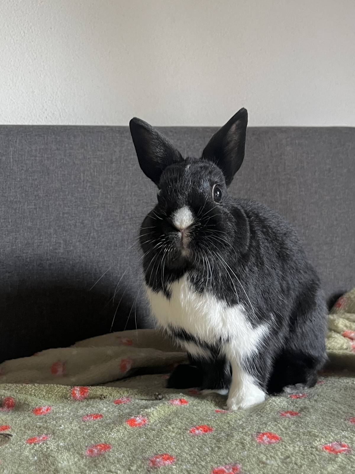 Vera - Gondomar - Hundetagesstätte (Hundesitter)