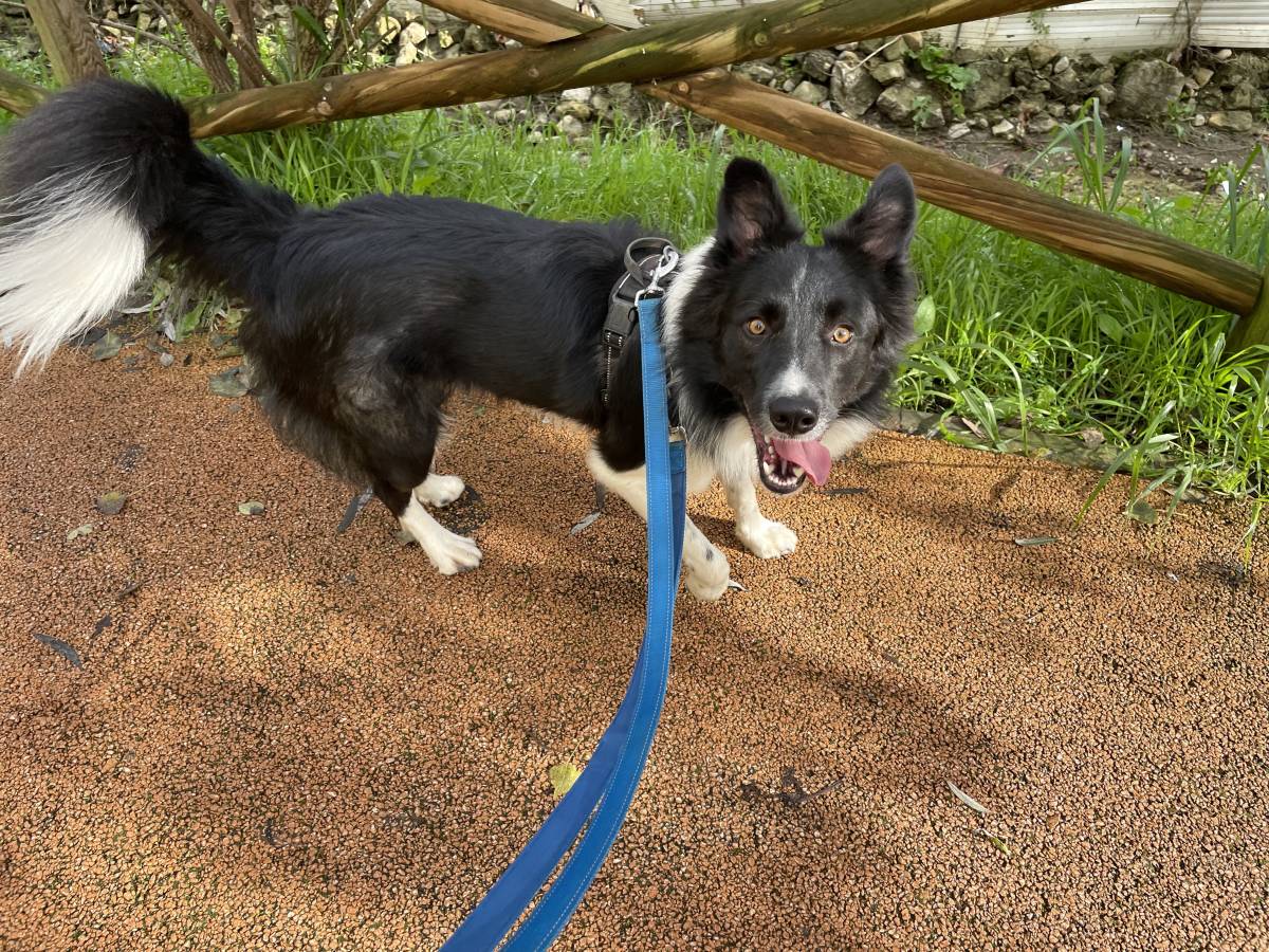 Inês Pet Sitter - Sintra - Dog Walking