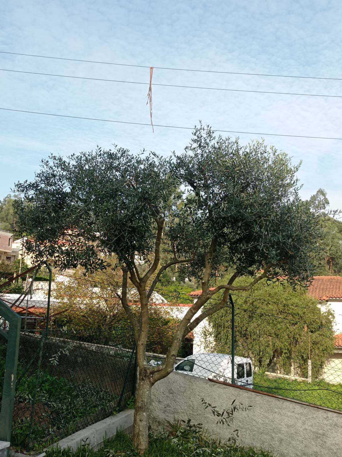 Fábio Sousa - Barcelos - Gardening