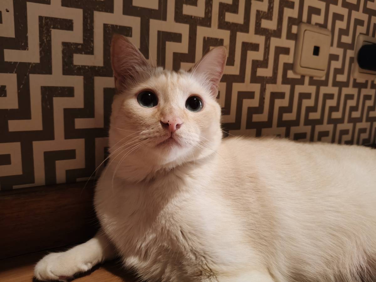 Cristina Martins - Vila Nova de Gaia - Pet Sitting