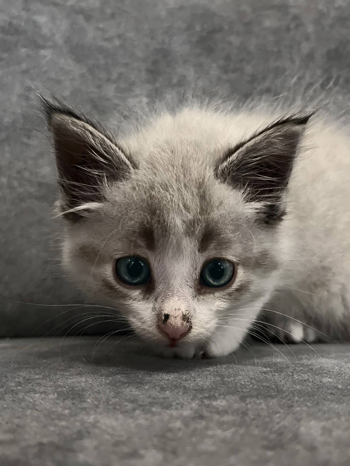 Vera - Gondomar - Katzensitter