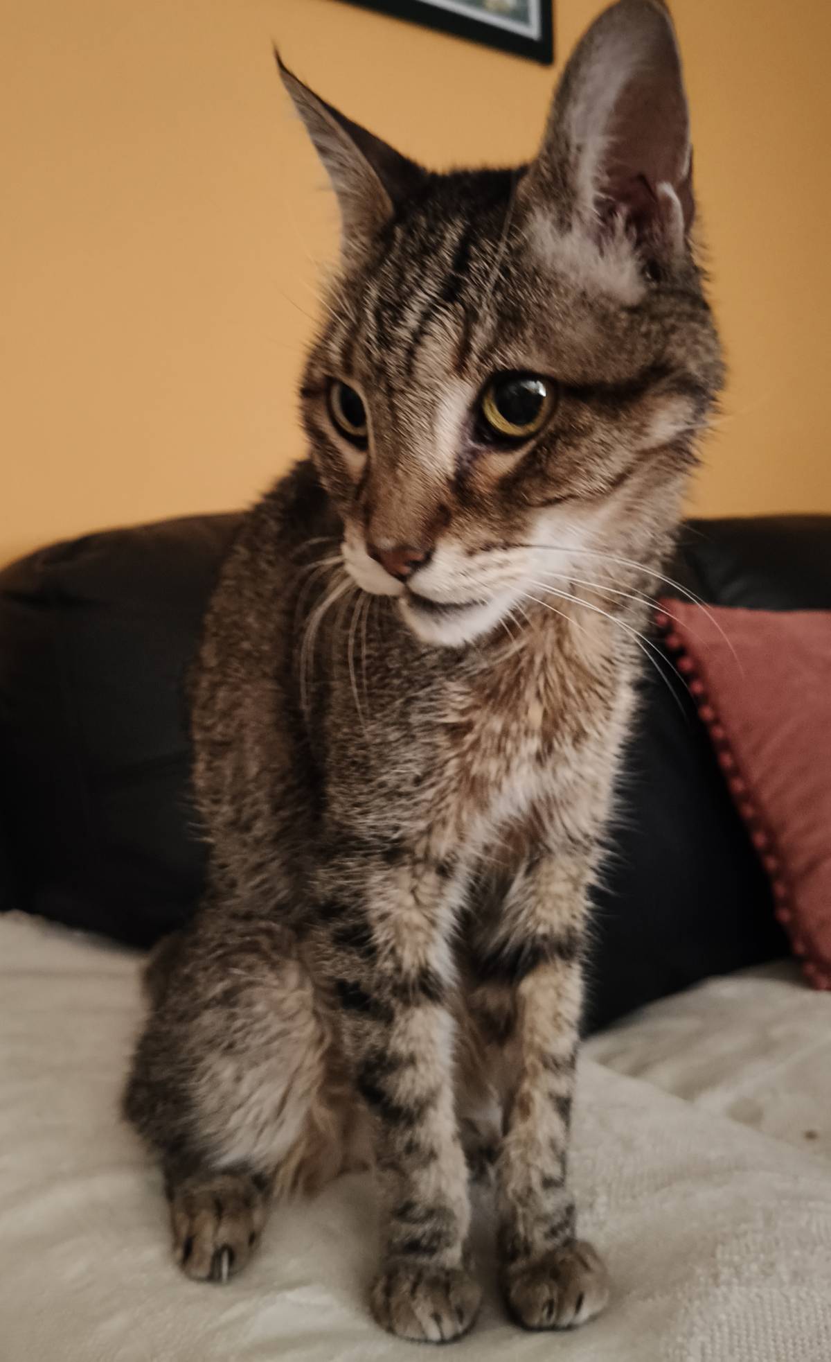 Cristina Martins - Vila Nova de Gaia - Cat Sitting