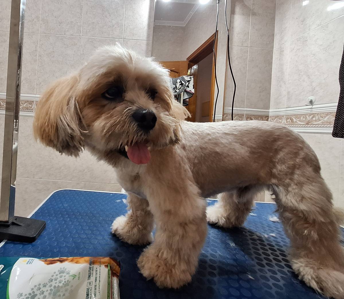 Paula Horta - Vila Franca de Xira - Banhos e Tosquias para Animais