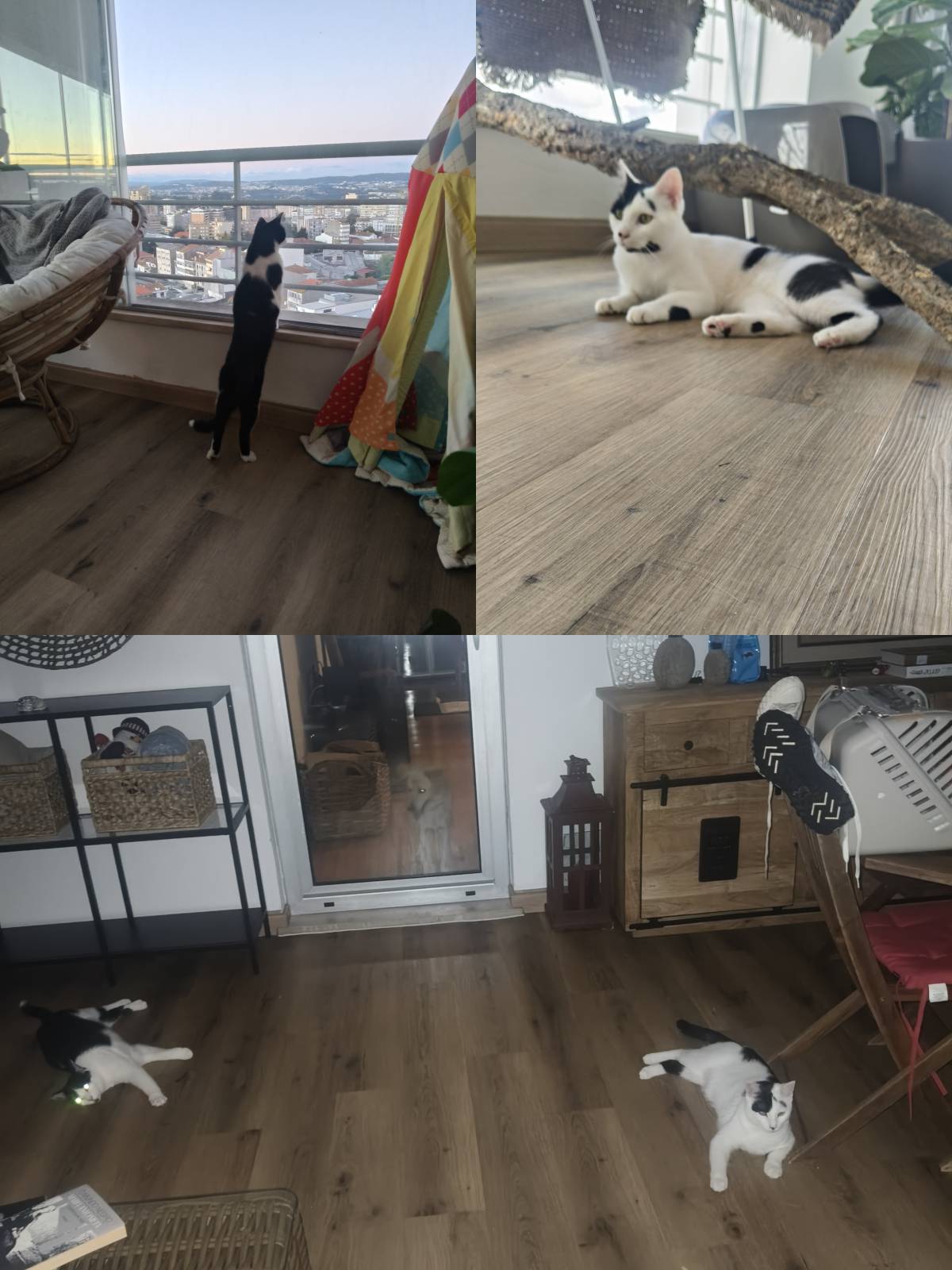 Cristina Martins - Vila Nova de Gaia - Pension pour chiens