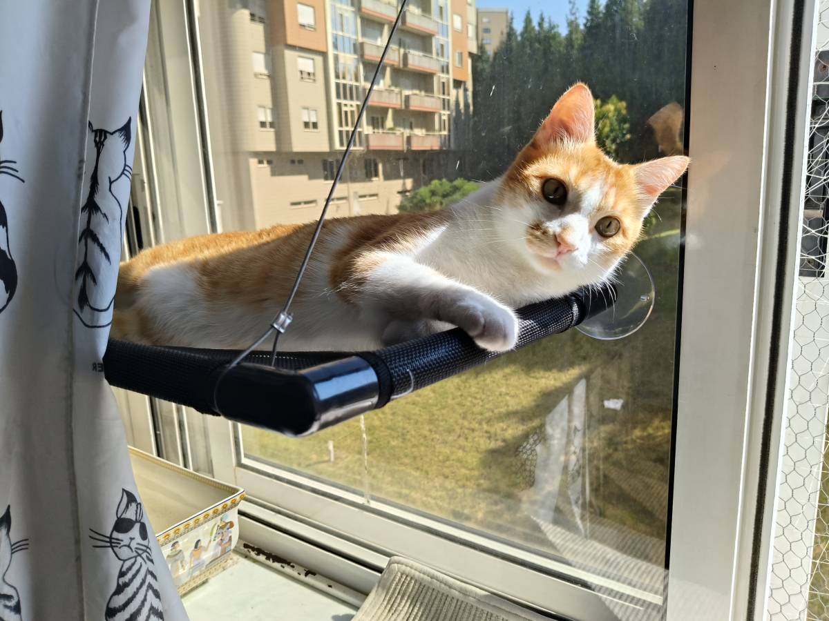 Cristina Martins - Vila Nova de Gaia - Hotel de Animais de Estimação