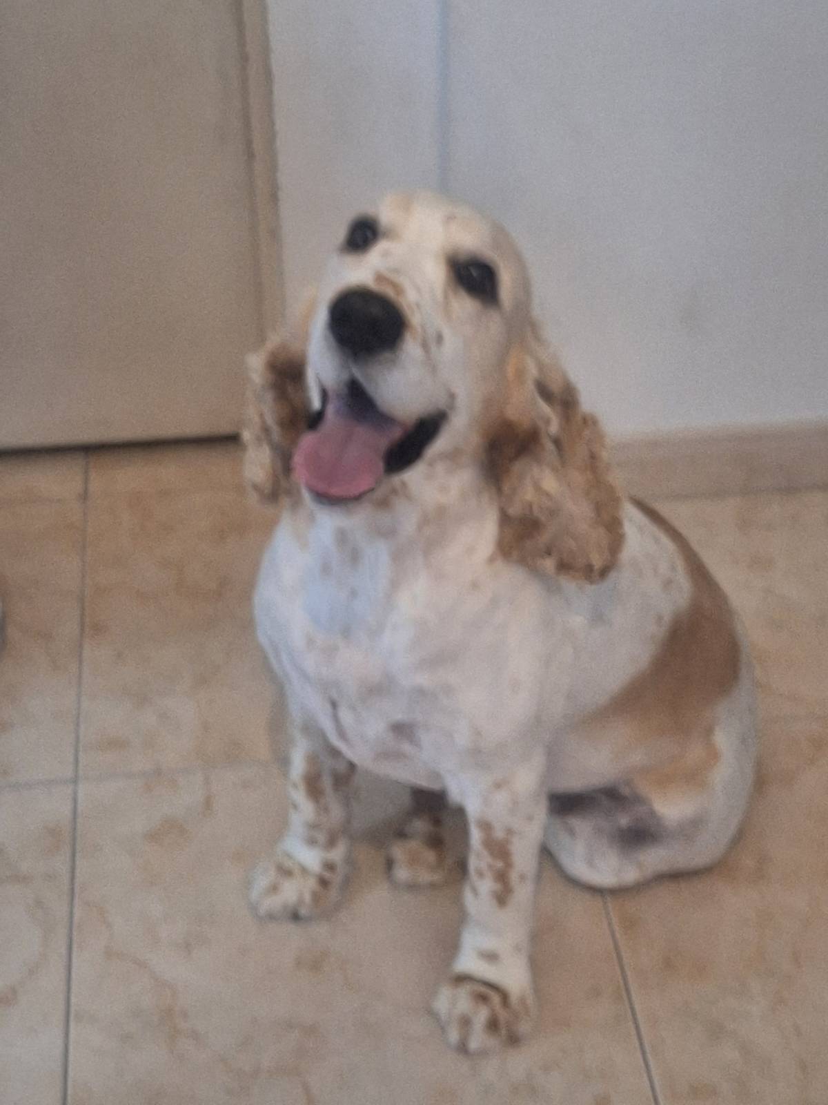 Paula Horta - Vila Franca de Xira - Dog Walking