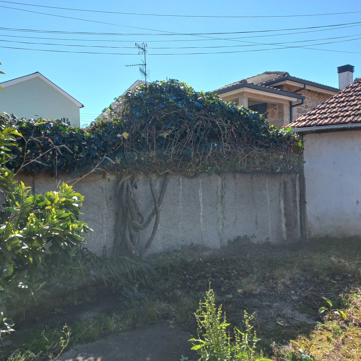 LMT - Valença - Tree Trimming and Maintenance