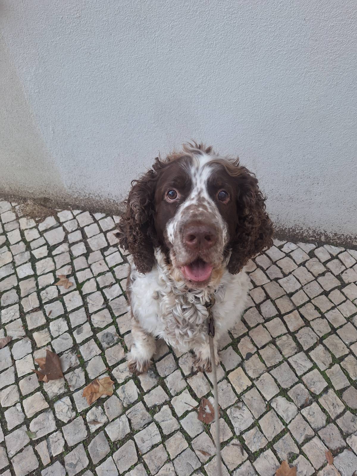 Paula Horta - Vila Franca de Xira - Dog Sitting