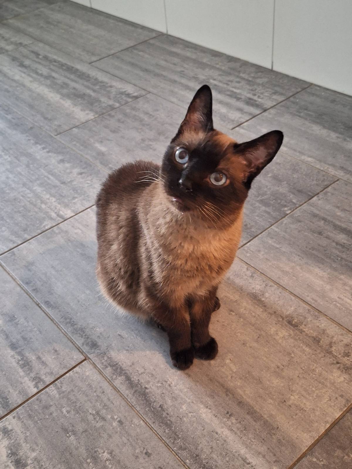 Paula Horta - Vila Franca de Xira - Pet Sitting