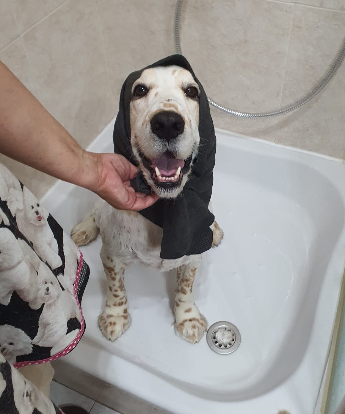 Paula Horta - Vila Franca de Xira - Cuidados para Animais de Estimação