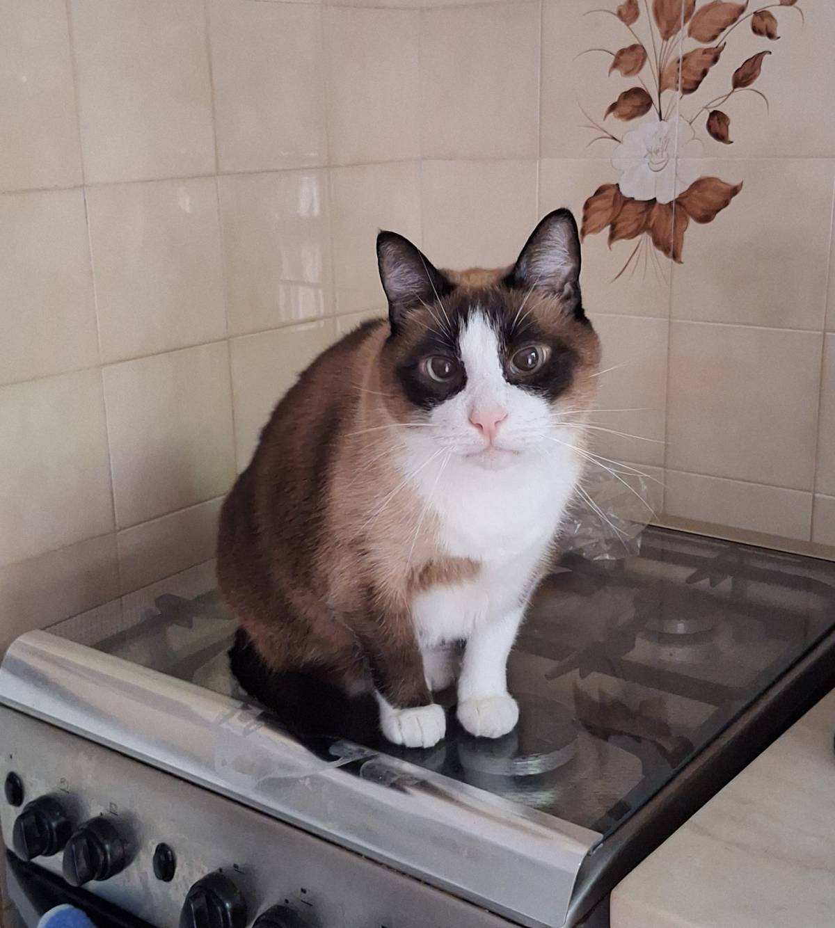 Paula Horta - Vila Franca de Xira - Pet Sitting