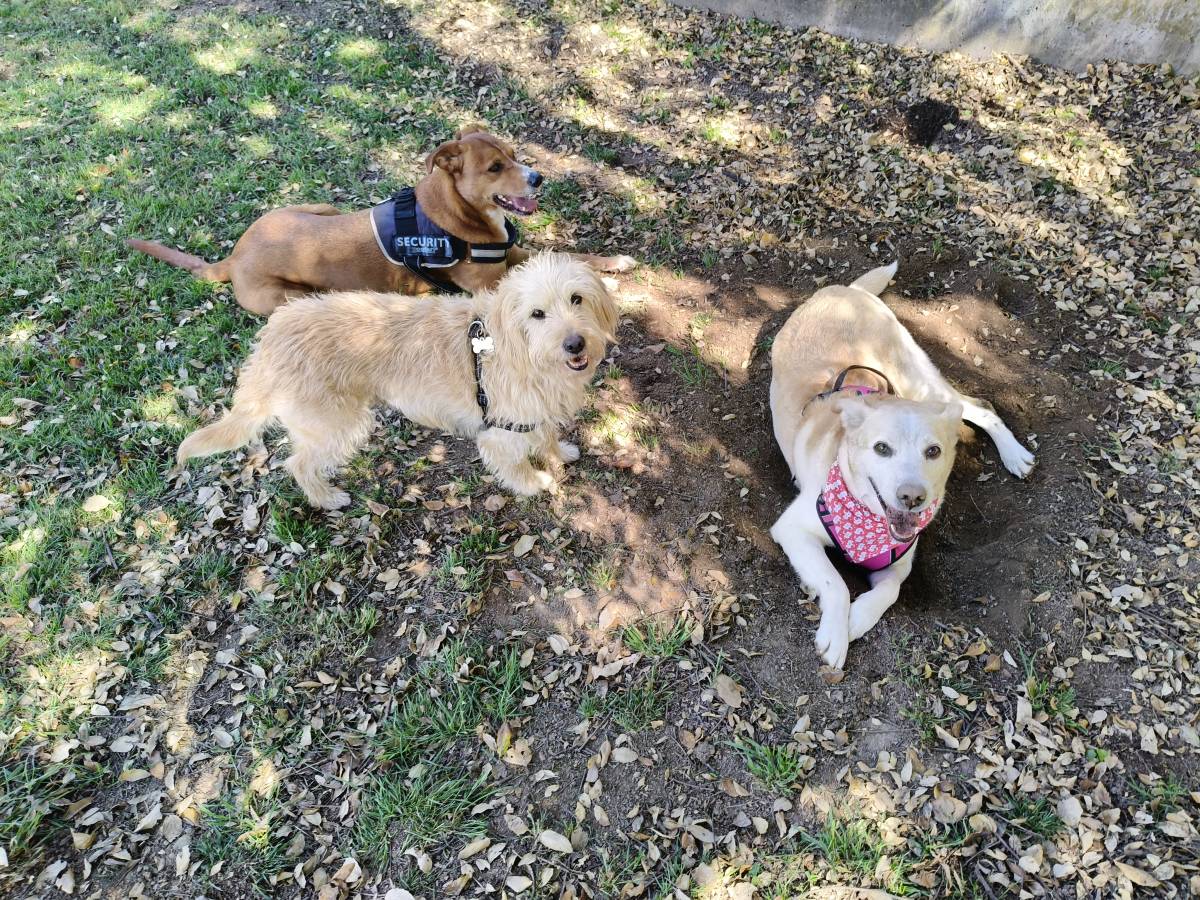 Cristina Martins - Vila Nova de Gaia - Pet Sitting