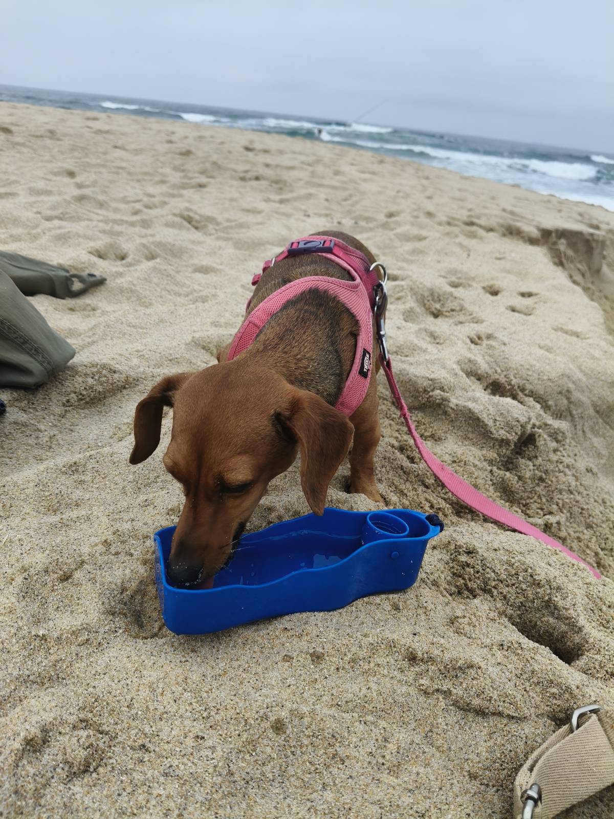 Cristina Martins - Vila Nova de Gaia - Cuidados para Animais de Estimação