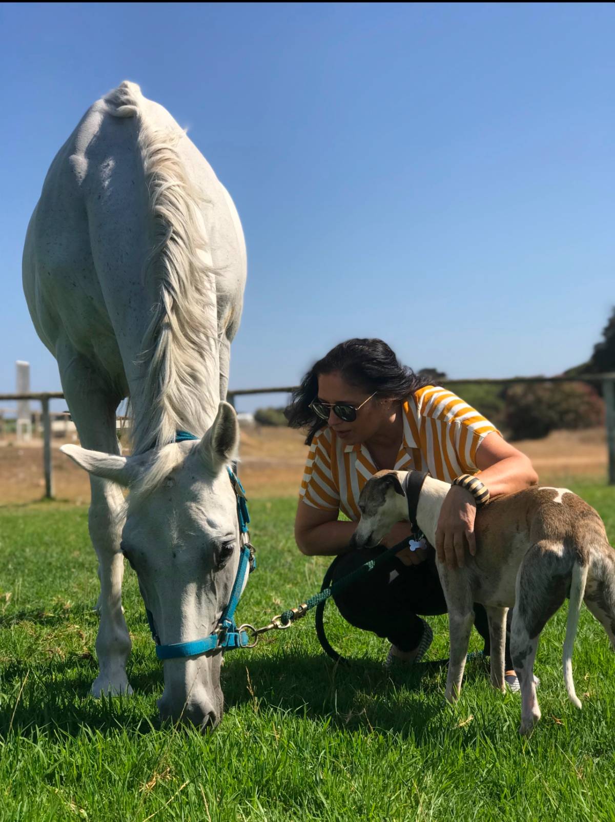 Fátima - Cascais - Hundeausführung