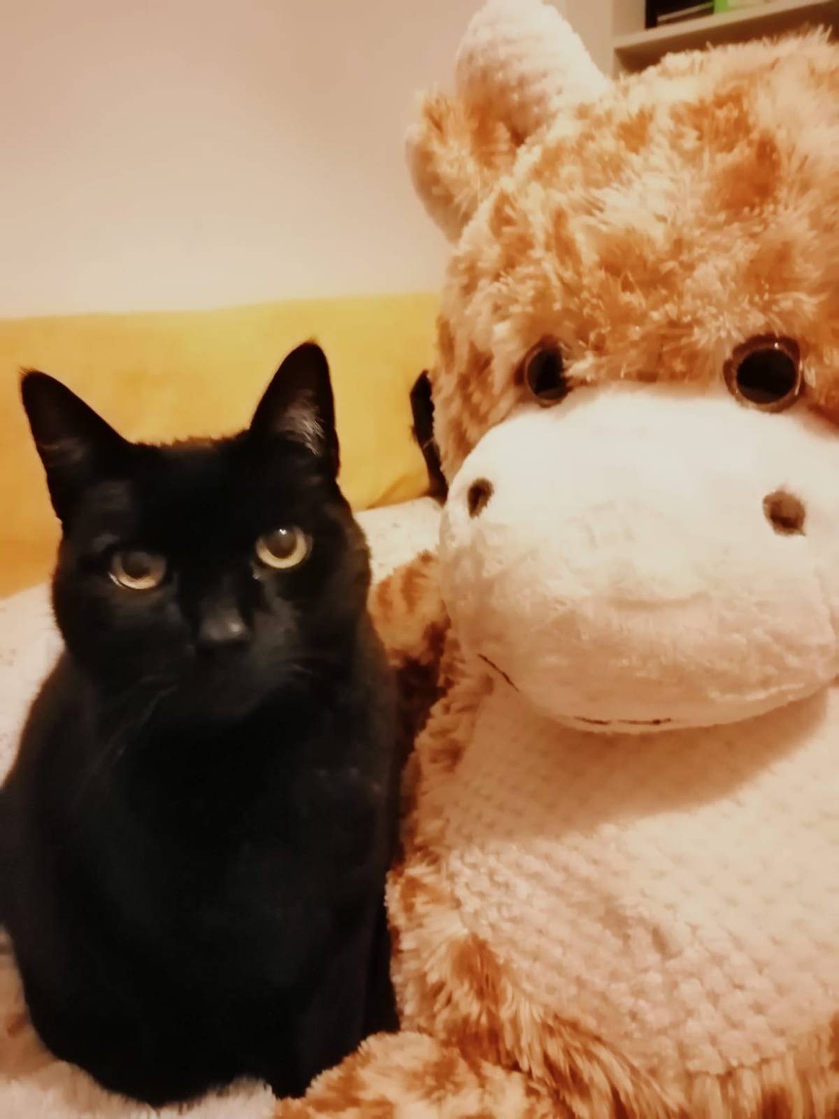 Vera Soares - Oeiras - Garde de chat