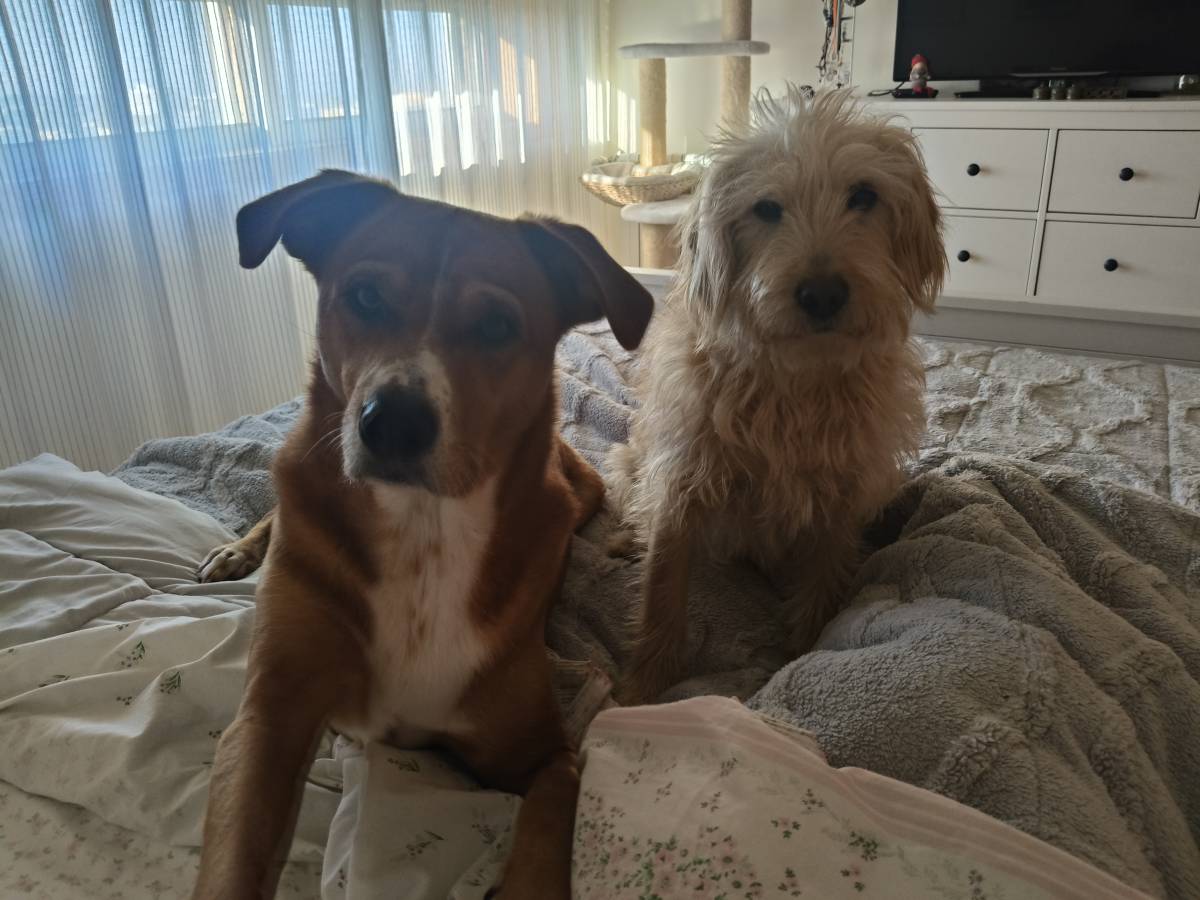 Cristina Martins - Vila Nova de Gaia - Dog Sitting