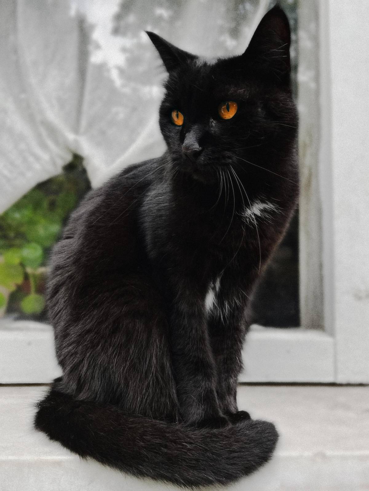 Vera - Gondomar - Hundetagesstätte (Hundesitter)