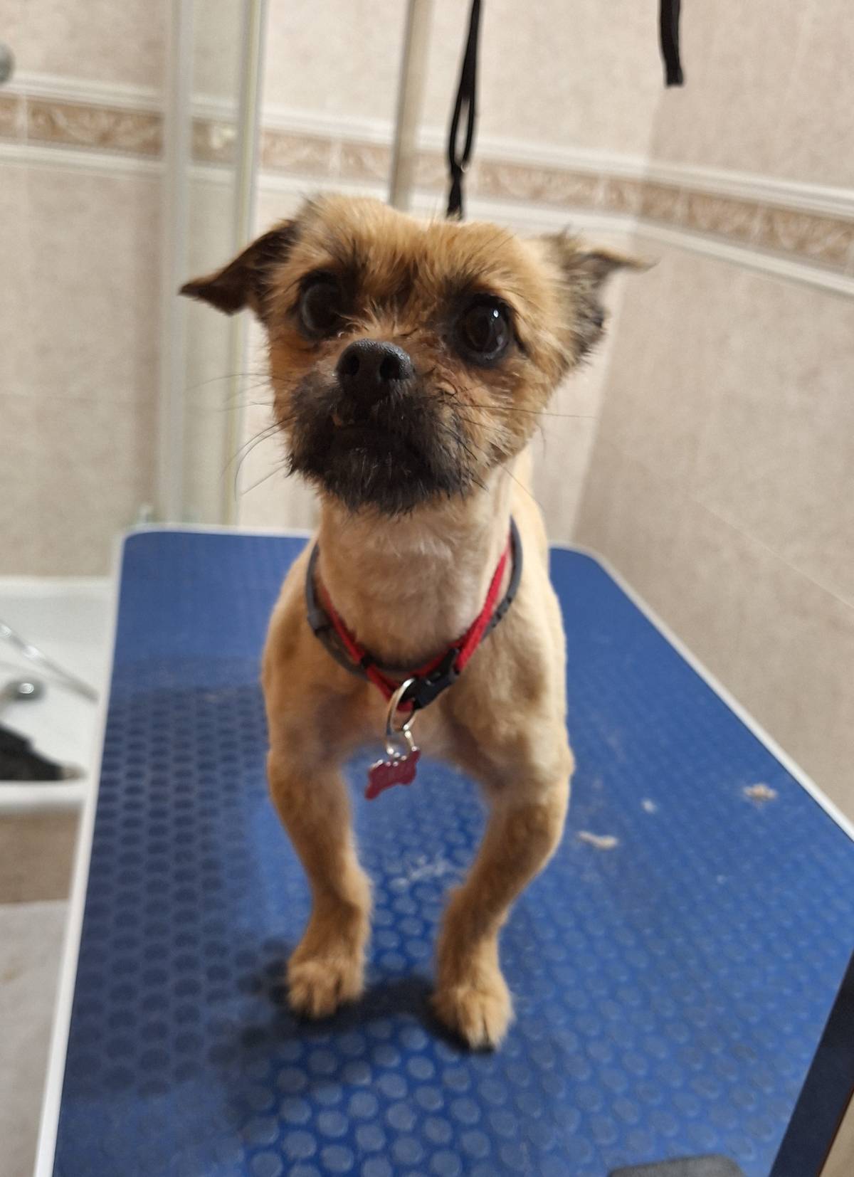 Paula Horta - Vila Franca de Xira - Cuidados para Animais de Estimação
