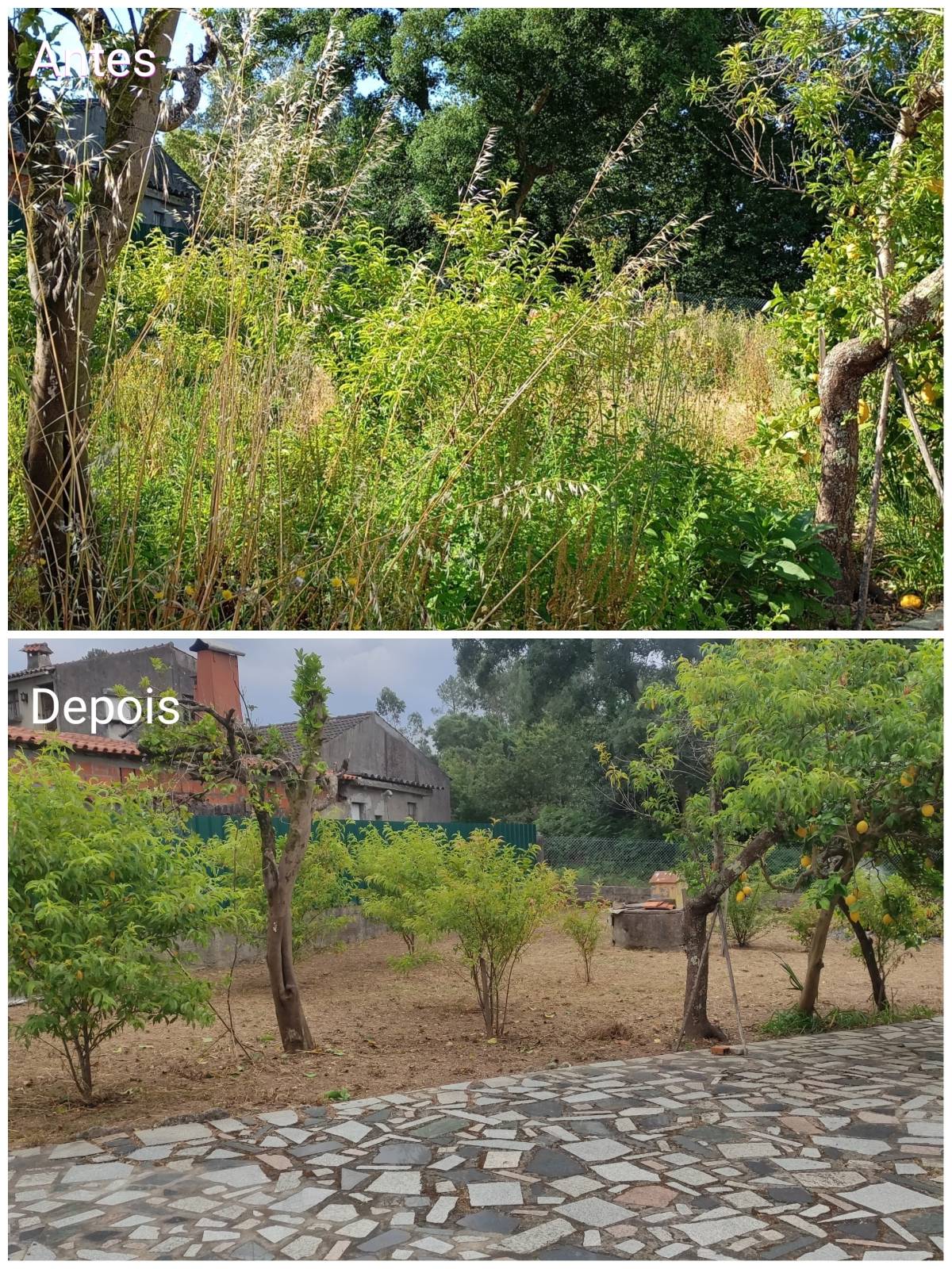 Rodrigo Alves - Ponte de Lima - Tree Trimming and Maintenance