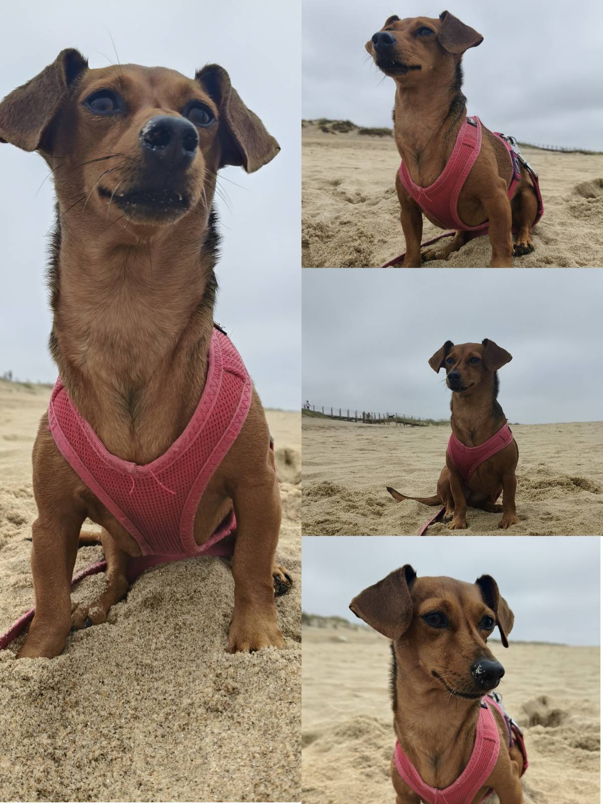 Cristina Martins - Vila Nova de Gaia - Dog Walking