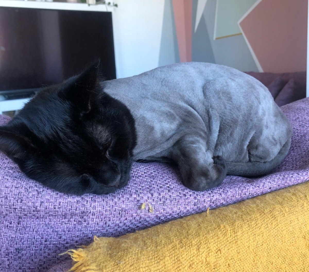 Paula Horta - Vila Franca de Xira - Pet Sitting e Pet Walking