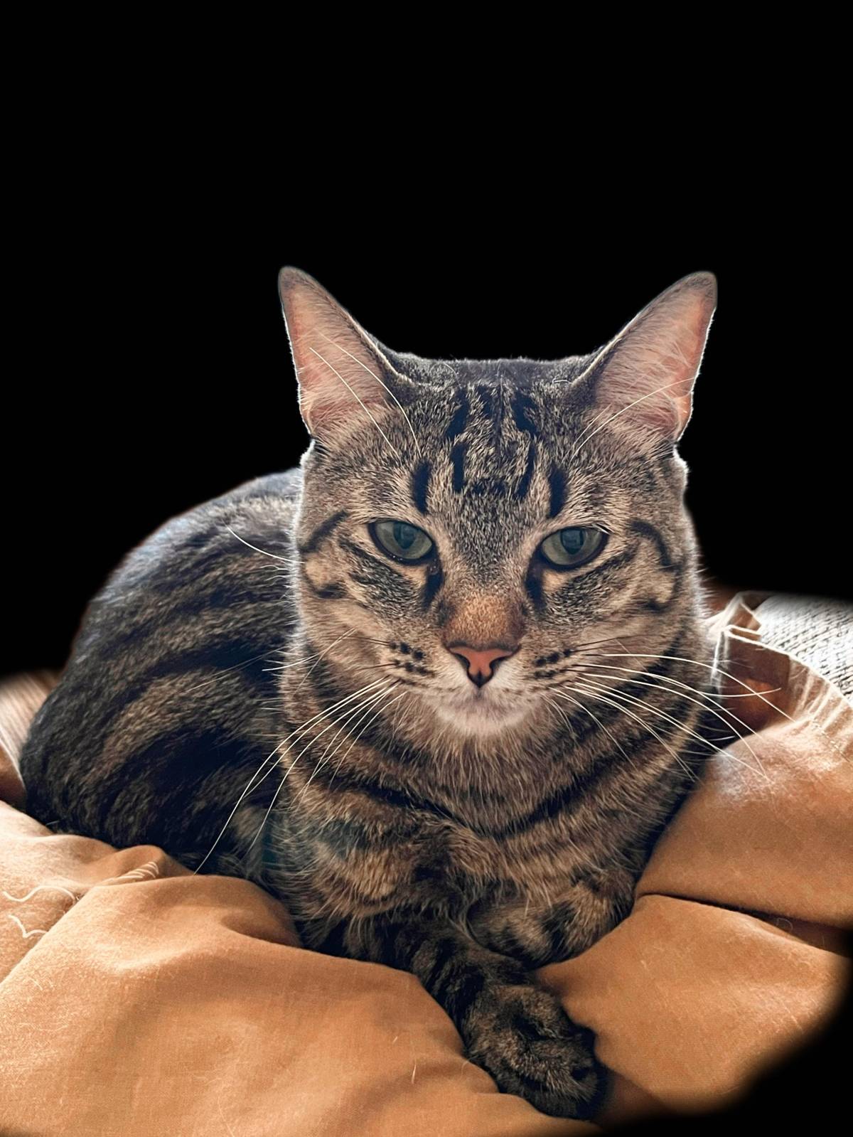 Vera - Bragança - Pet Sitting and Walking