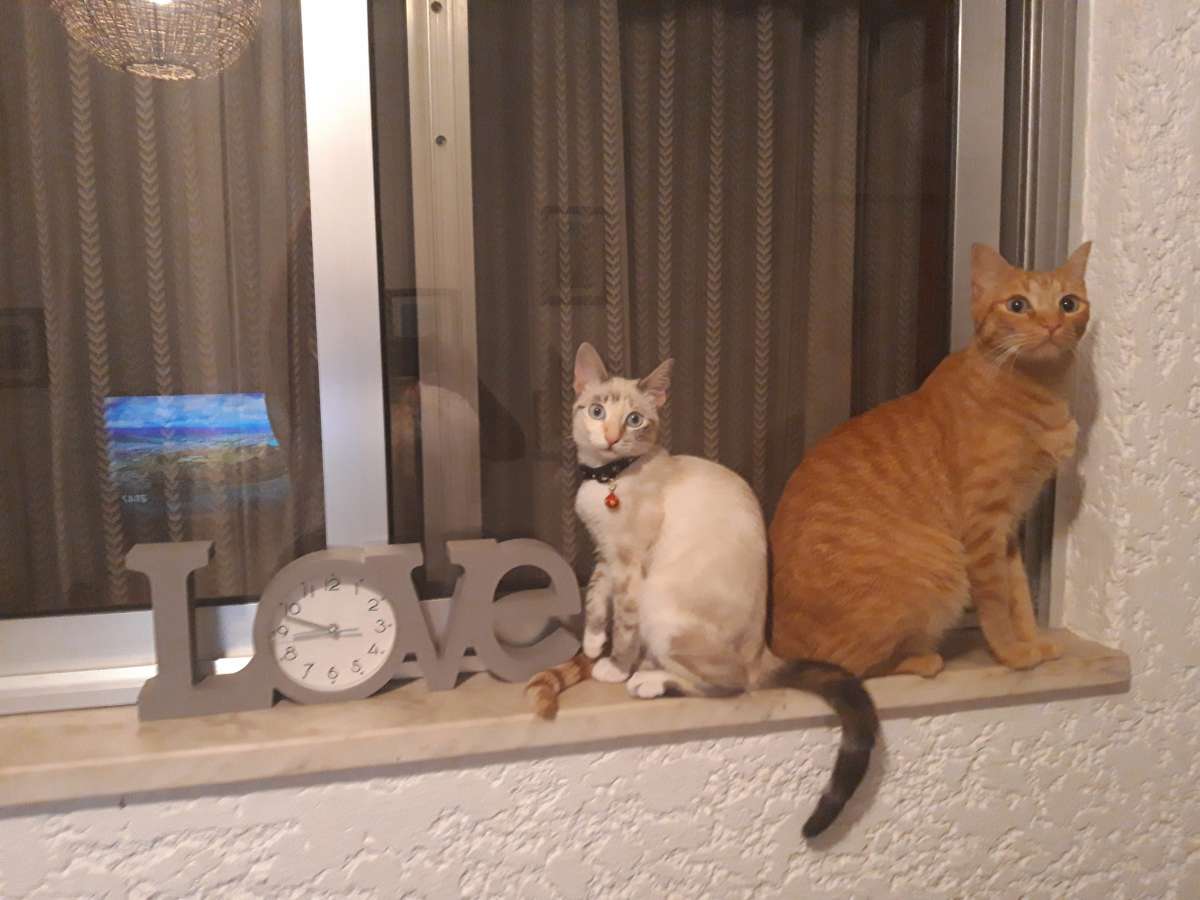 Cristina Martins - Vila Nova de Gaia - Hôtel pour chats