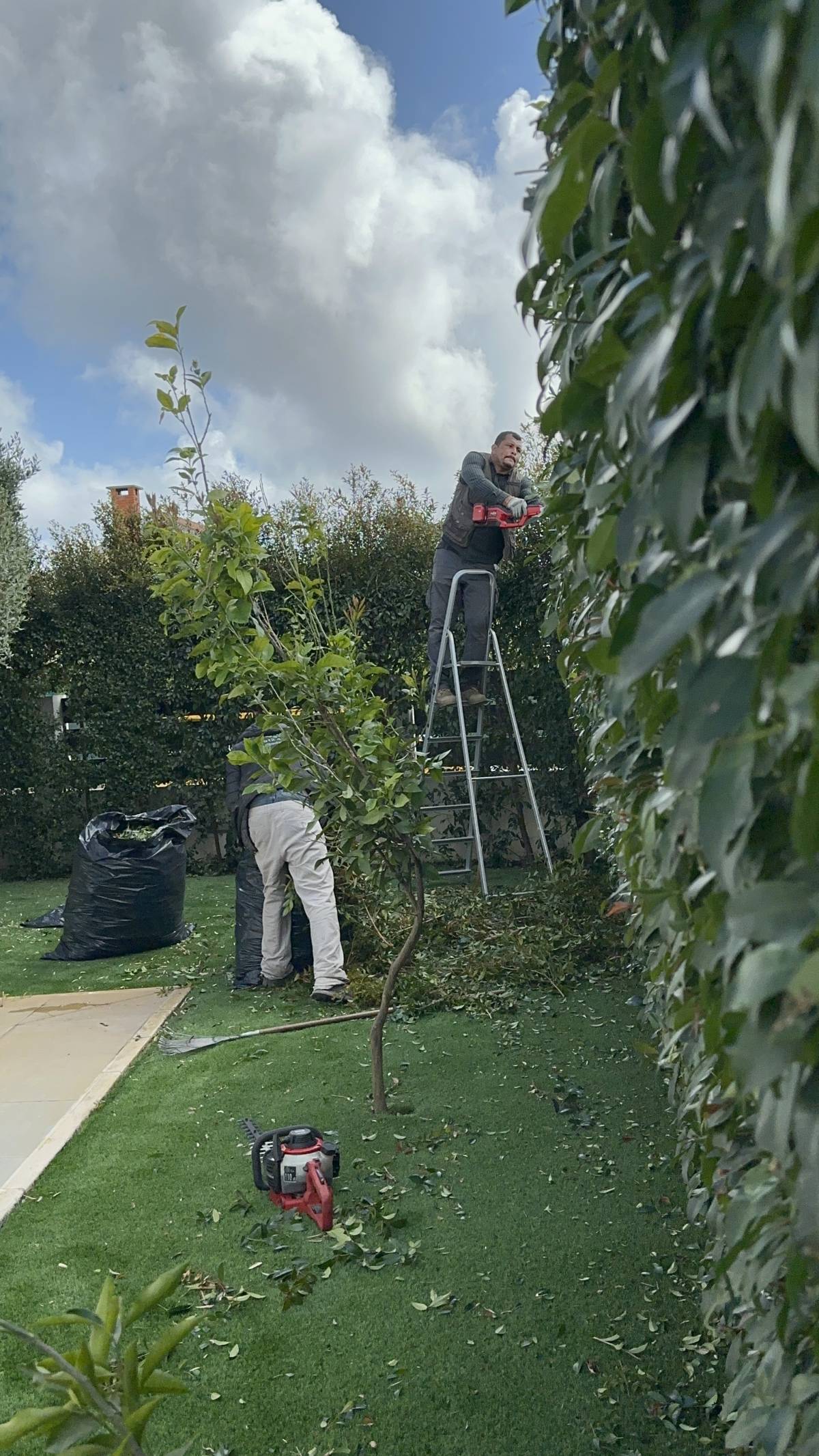 Edmilson - Loures - Shrub Removal