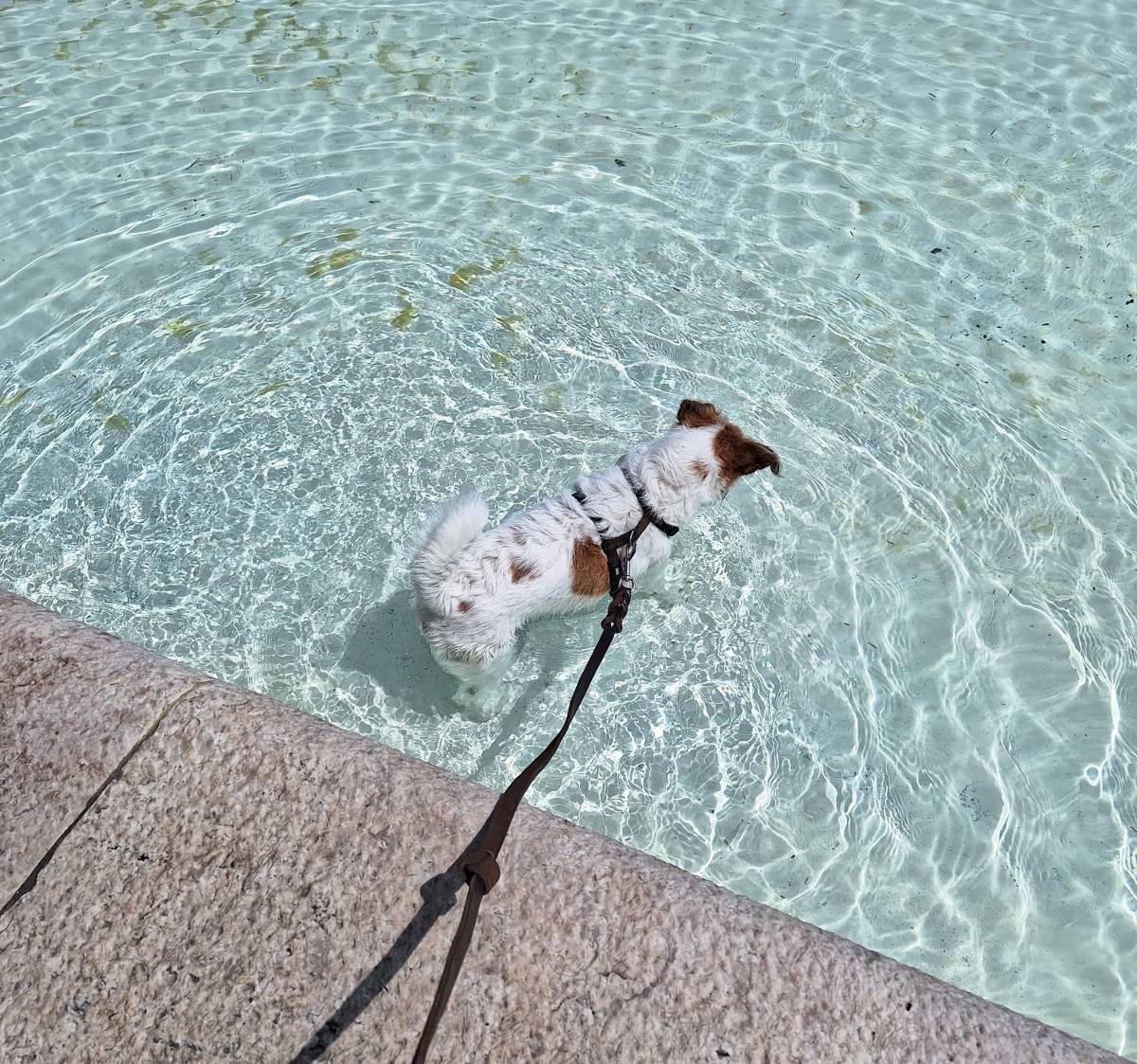Paula Horta - Vila Franca de Xira - Pet Sitting e Pet Walking