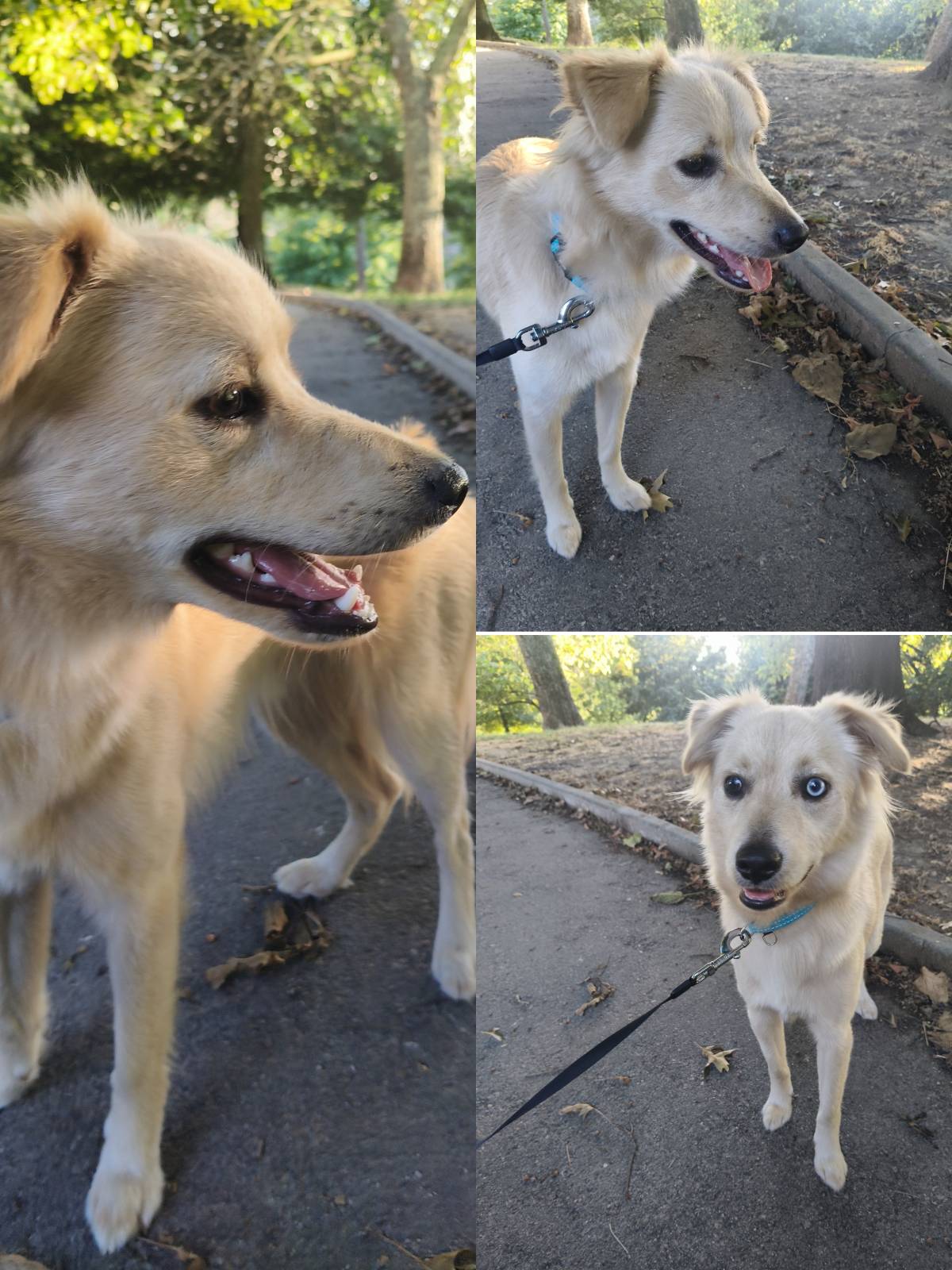 Cristina Martins - Vila Nova de Gaia - Promenade de chiens
