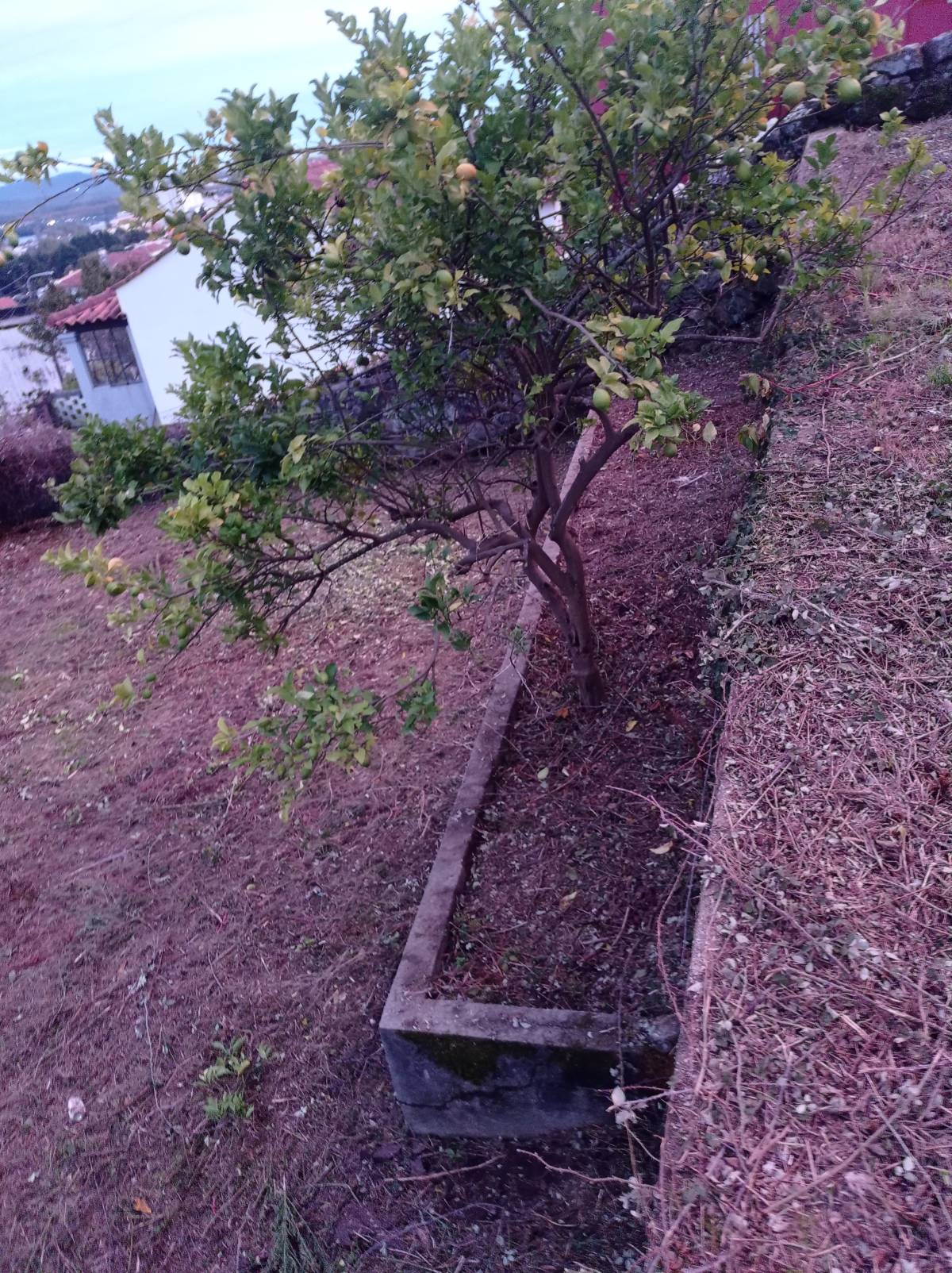 Fábio Sousa - Barcelos - Land Clearance
