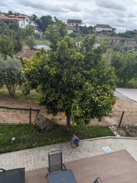 Tree Trimmer