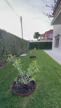 Edmilson - Loures - Baumpflanzung