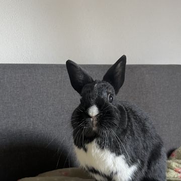 Vera - Gondomar - Hundetagesstätte (Hundesitter)