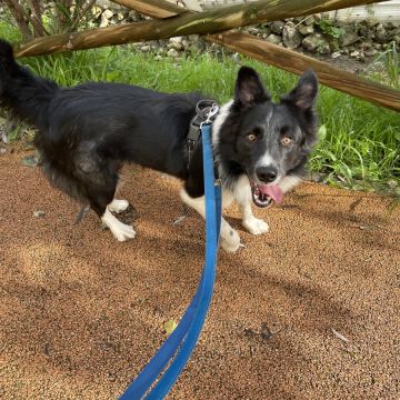 Inês Pet Sitter - Sintra - Dog Walking
