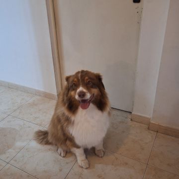 Paula Horta - Vila Franca de Xira - Cat Sitting