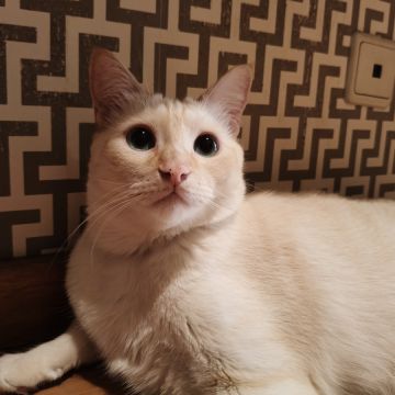 Cristina Martins - Vila Nova de Gaia - Pet Sitting