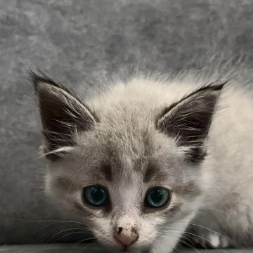 Vera - Gondomar - Katzensitter