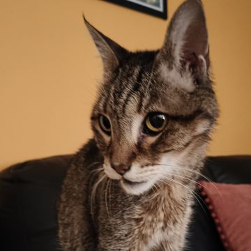 Cristina Martins - Vila Nova de Gaia - Cat Sitting