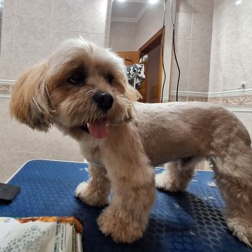 Paula Horta - Vila Franca de Xira - Banhos e Tosquias para Animais