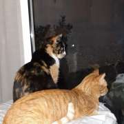 Cristina Martins - Vila Nova de Gaia - Services pour animaux de compagnie