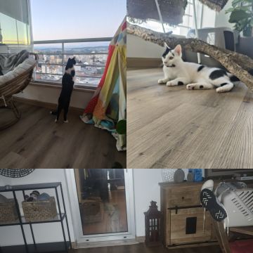 Cristina Martins - Vila Nova de Gaia - Pension pour chiens