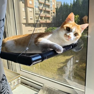 Cristina Martins - Vila Nova de Gaia - Hotel de Animais de Estimação