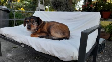 Hospedaje de perros