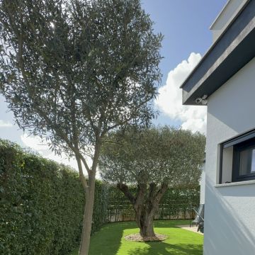 Edmilson - Loures - Tree Trimming and Maintenance