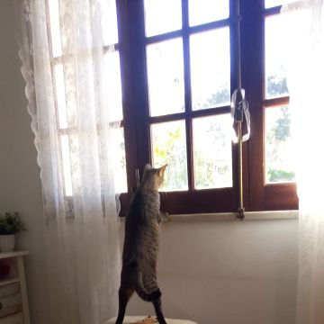 Vera Soares - Oeiras - Garde de chiens