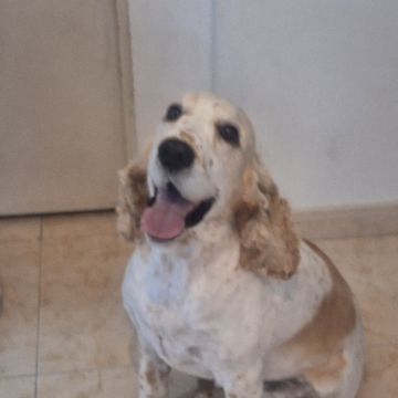 Paula Horta - Vila Franca de Xira - Dog Walking