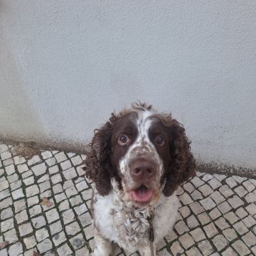 Paula Horta - Vila Franca de Xira - Dog Sitting