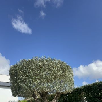 Edmilson - Loures - Lawn Mowing and Trimming