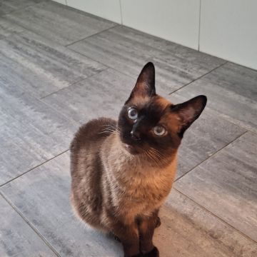 Paula Horta - Vila Franca de Xira - Pet Sitting